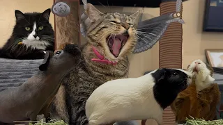 Yelling, running away, airplane rides and playing! Penny knows how to have fun!