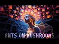 Download Lagu MindB - Ants on Mushrooms (Official Music Video)