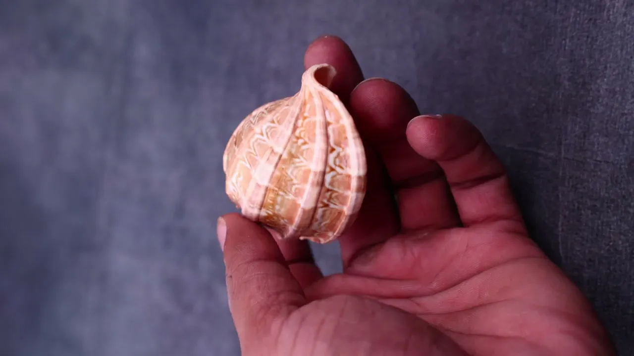 Navnidhi Shankh for Wealth, Abundance & Kuber Blessings
