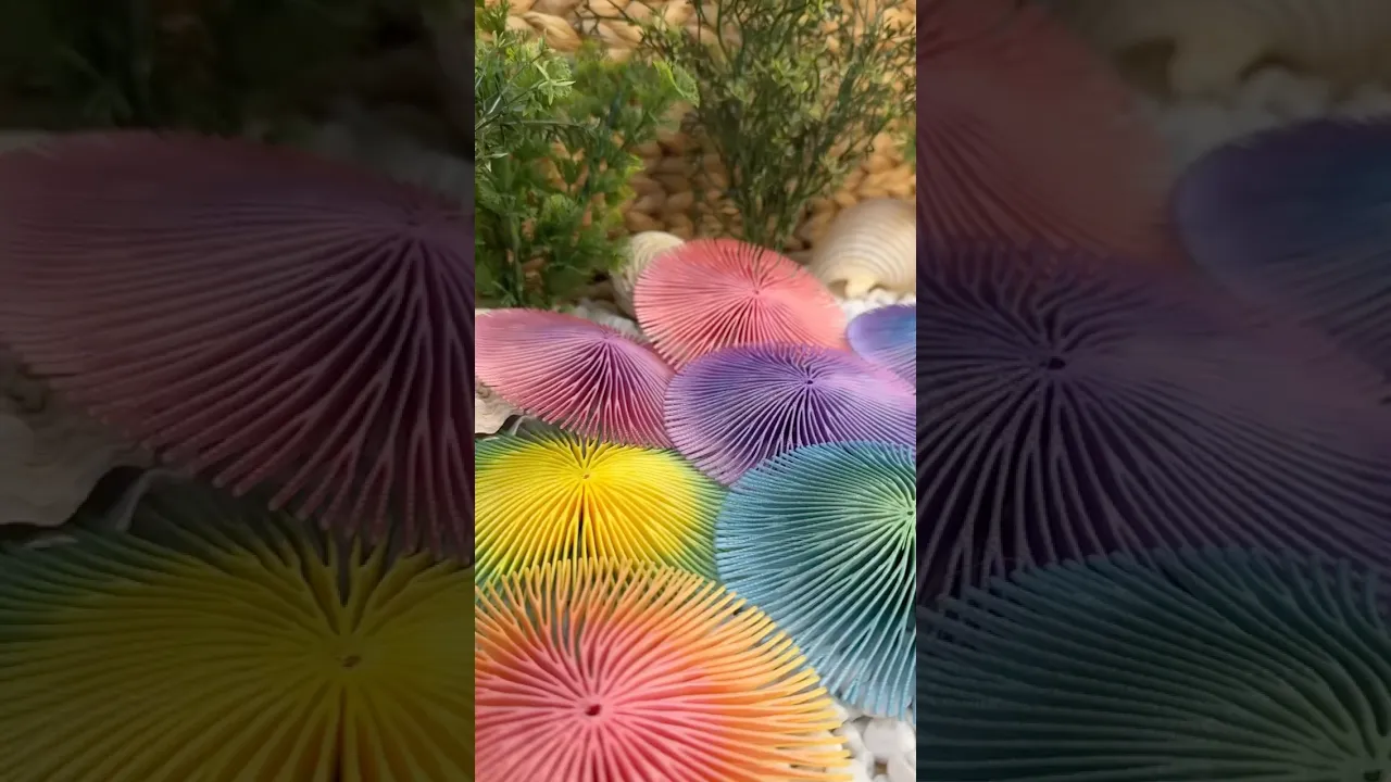 Cycloseris Coral video thumbnail