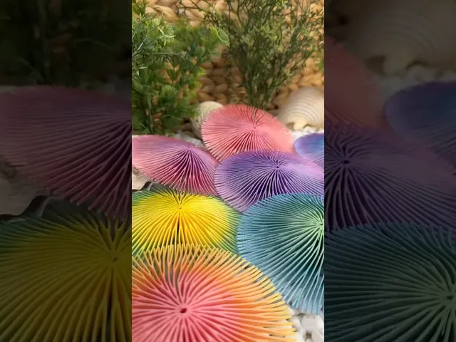 Cycloseris Coral video thumbnail