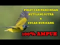 Download Lagu SUARA PIKAT BURUNG KUTILANG SUTRA AMPUH GACOR UNTUK BURUNG CUCAK KURICANG
