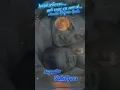 Download Lagu Îmbătrânesc..., mă trec ca norul...