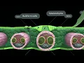 Leaf Anatomy 3d monocot dicot