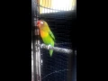 Download Lagu LOVEBIRD PAUD NGEKEK PANJANG ring ABS 001