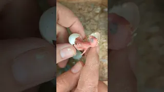 تربية طيور الزينه لحظة خروج الفروخ من أصعب المراحل في حياة الطير 