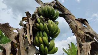 Download INI PENYEBAB KEBUN PISANG SUNPRIDE RUSAK  II Kondisi  kebun pisang sunpride rusak dan hancur MP3