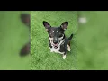 Mynah from The San Diego Humane Society needs a home