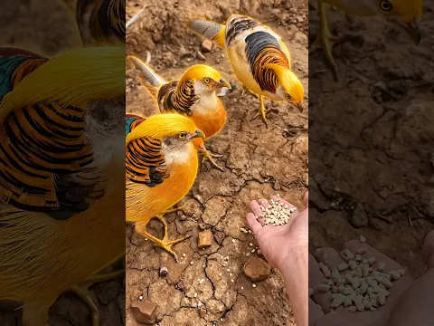 طائر مذهل من عائلة الدجاج! 🐦