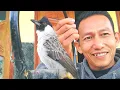 Download Lagu ini rahasia agar KUTILANG PIKAT anda staminanya JOSS..GACOR dan VOKAL KERAS
