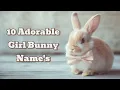 10 Adorable Girl Rabbit Names You ll Love Perfect for Your Cute Bunny