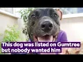 This dog was listed on Gumtree but nobody wanted him Mayhew