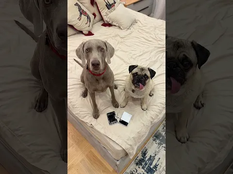 СОБАКИ СЛОМАЛИ НОВЫЙ СКЛАДНОЙ АЙФОН! 😳 #собаки