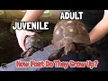 How Long Does it Take a Red Foot Tortoise to Grow Up