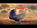 Download Lagu Tiếng Gà Rừng Gọi Trống | Âm Thanh Chuẩn Thu Hút Gà Về Ngay! - Hoàng Phong