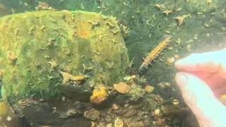 What's Hiding In The River? Metal Detecting It Reveals It