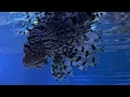 Download Lagu The aquarium #slideshow # best friends jazzy skye #mutiny Neoni 