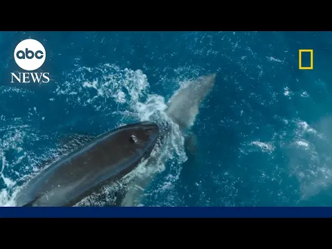 Download MP3 Orca takes down a great white shark on camera