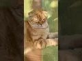 Download Lagu Котик 🐱 шутка 🤪 #веселыекоты