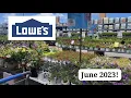 Lowes Garden Center Inventory Proven Winners Summerific Hibiscus