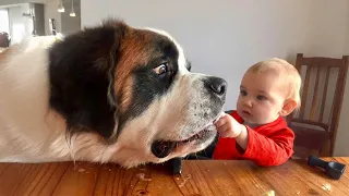 When Dogs Become the Cutest Babysitters for Babies 🐶👶