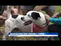 Give your input on which Oahu parks should be dog friendly