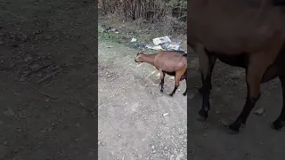 Re Ee Hormaataa Kan Ilmoolee Lakkuu Sadi Sadi Dhaltu 