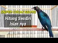 Download Lagu Burung pintar dan murah! Cucak keling gacor isian banyak cocok untuk penunggu teras