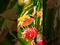 Download Lagu Al Akhlas #egzonibrahimi #quranrecitation #birds #nature #hearttouching #beautiful #duet