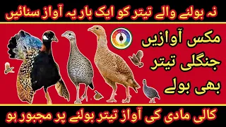 china teetar mix awaz kali madi ki awaz kala teetar madi ki awaz masti wali awaz mada titr