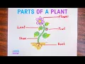 Download Lagu Parts Of A Plant Drawing | How To Draw Different Parts Of A Plant