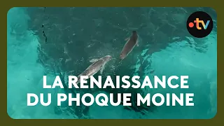 Après avoir frôlé l'extinction, le phoque moine est de retour sur les côtes grecques !