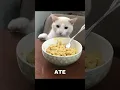 Download Lagu I'm white🤍 I'm black🖤 I'm yellow💛 and I'm single 😭 #memes #cat #catmemes #foryou #funny #wooow #lol