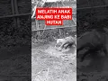 Download Lagu MELATIH ANAK ANJING BULL TERRIER TEMPUR KE BABI HUTAN‼️ #babihutan #anjingpemburu #shortsvidio