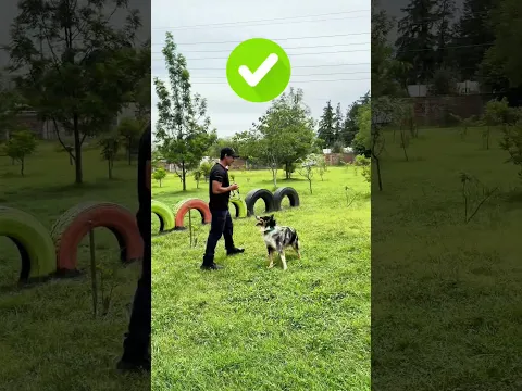Si me demuestra que su Border Collie esta muy educado le regalo 25 kg de alimento 👌🏻🐶 #perros