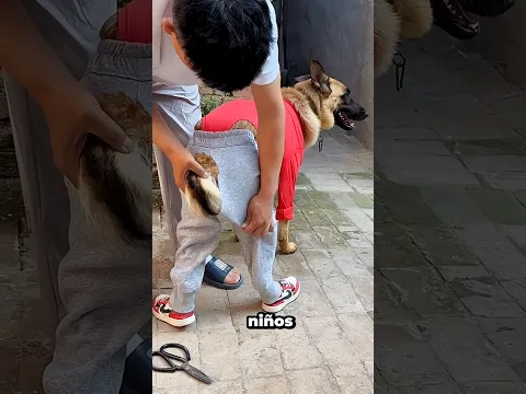 ¡La cola deTommy se quedó atascada¡El tío al rescateA la escuela o llegará tarde otra vez?✂️🐶#shorts