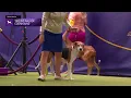 Treeing Walker Coonhounds Breed Judging 2024