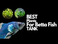 11 of The Best Plants for Betta fish with STATS