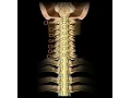 Spinal cord Segmentation