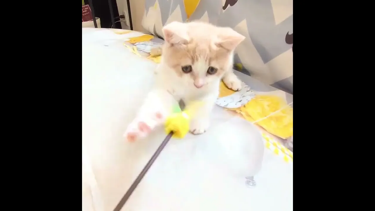 動画