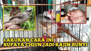 effective tips for caring for your babys cigun so that it makes a sound frequently