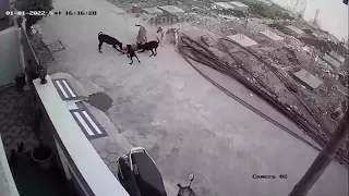 حمله سگ به کودک قابل توجه سگ دوستا سگ Dog 