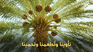 تأوينا وتطعمنا وتحمينا دندنها