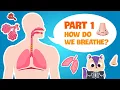 Biology Secret of our Respiratory System PART 1 How do the Lungs work Science for kids