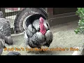 Albuquerque Turkey - Children's Song - THANKSGIVING
