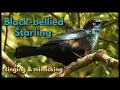 Download Lagu Burung Jalak Perut Hitam bernyanyi dan menirukan