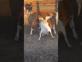 Download Lagu Calf milking #cow #sapi #inek  #cebu #animals #funnyanimals #funny #shorts #cuteanimals #cute #short