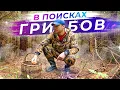 Download Lagu Mushroom picking in the northern forest