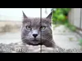 H 264 vs H 265 comparison 4K