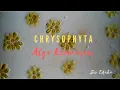 Download Lagu Chrysophyta | Alga Keemasan | Ganggang Emas | Protista Mirip Tumbuhan